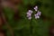 Cardamine bulbifera in the forest in blooming time