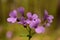 Cardamine bulbifera in the forest in blooming time