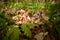 Cardamine bulbifera in the forest in blooming time