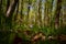 Cardamine bulbifera in the forest in blooming time