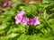 Cardamine bulbifera in the forest in blooming time