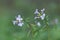 Cardamine bulbifera, known as coralroot bittercress or coral root, is a flowering plant in the Brassicaceae family.