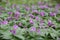 Cardamine bulbifera. Spring meadow with purple forest flowers. coralroot