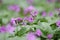 Cardamine bulbifera. Spring meadow with purple forest flowers. coralroot bittercress or coralroot