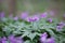 Cardamine bulbifera. Spring meadow with purple forest flowers. coralroot bittercress or coralroot