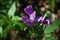 Cardamine Dentaria quinquefolia in beech forest in Crimean mountain. Springtime ephemeroids. Subanki five-leaves flowers