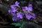 Cardamine Dentaria quinquefolia in beech forest in Crimean mountain. Springtime ephemeroids. Subanki five-leaves flowers