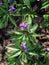 Cardamine glanduligera O. Schwarz in the forest in sunny day