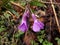 Cardamine glanduligera violet wildflowers