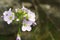 Cardamine pratensis - the cuckooflower a delicate meadow plant