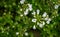 Cardamine pratensis cuckooflower, lady`s smock, mayflower, or milkmaids white flowers