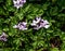 Cardamine pratensis L, lady\\\'s smock flowering plant