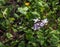 Cardamine pratensis L, lady\\\'s smock flowering plant