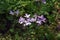 Cardamine pratensis L, lady\\\'s smock flowering plant