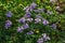 Cardamine pratensis L, lady\\\'s smock flowering plant