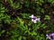 Cardamine pratensis L, lady\\\'s smock flowering plant