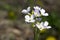 Cardamine pratensis meadow spring flower in bloom