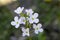 Cardamine pratensis meadow spring flower in bloom