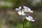 Cardamine pratensis meadow spring flower in bloom