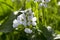 Cardamine pratensis meadow spring flower in bloom