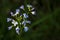 Cardamine pratensis under sunlight in a green background