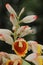 cardamom (badi elaichi) flowers blooming in spring, beautiful exotic flowers are looks like orchid