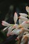 cardamom (badi elaichi) flowers blooming in spring, beautiful exotic flowers are looks like orchid