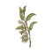 Cardamom blooming blossoming fresh branch, sketch vector illustration isolated.