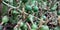 Cardamom plant