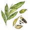 Cardamom plant hand drawn watercolor illustration of spice. Realistic botanic illustration.