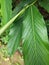 Cardamom plant leaf