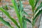 Cardamom Plant Part Close up Shot.