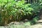 Cardamom plantation in a a forest