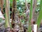 Cardamom plantation in Spice Garden in Munnar, Kerala, India