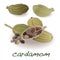 Cardamom with seeds isolated vector