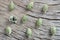 Cardamomum on wooden background