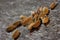 Cardamon pods on wooden background