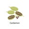 Cardamon spice - vector illustration in flat design isolated on white background. Cardamom seeds and pods
