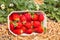 Cardboard box full of ripe strawberries in organic garden