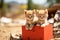 Cardboard box with stray kittens near the trash heap