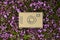 Cardboard camera and violet flowers