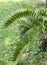 A cardboard palm leaves, scientific name zamia furfuracea in a botanical garden. Funchal, Madeira,