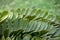 A cardboard palm leaves, scientific name zamia furfuracea in a botanical garden. Funchal, Madeira,
