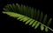 Cardboard palm or Zamia furfuracea or Mexican cycad leaf isolated on black background