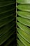 Cardboard palm or Zamia furfuracea or Mexican cycad leaf isolated on black background