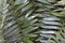 Cardboard plant leaves, Zamia furfuracea, on garden