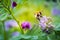 Carder bee on phacelia flower