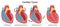 Cardiac cycle phases. Atrial diastole, isovolumetric contraction,