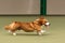 Cardigan Corgi running across floor