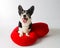 Cardigan Welsh Corgi